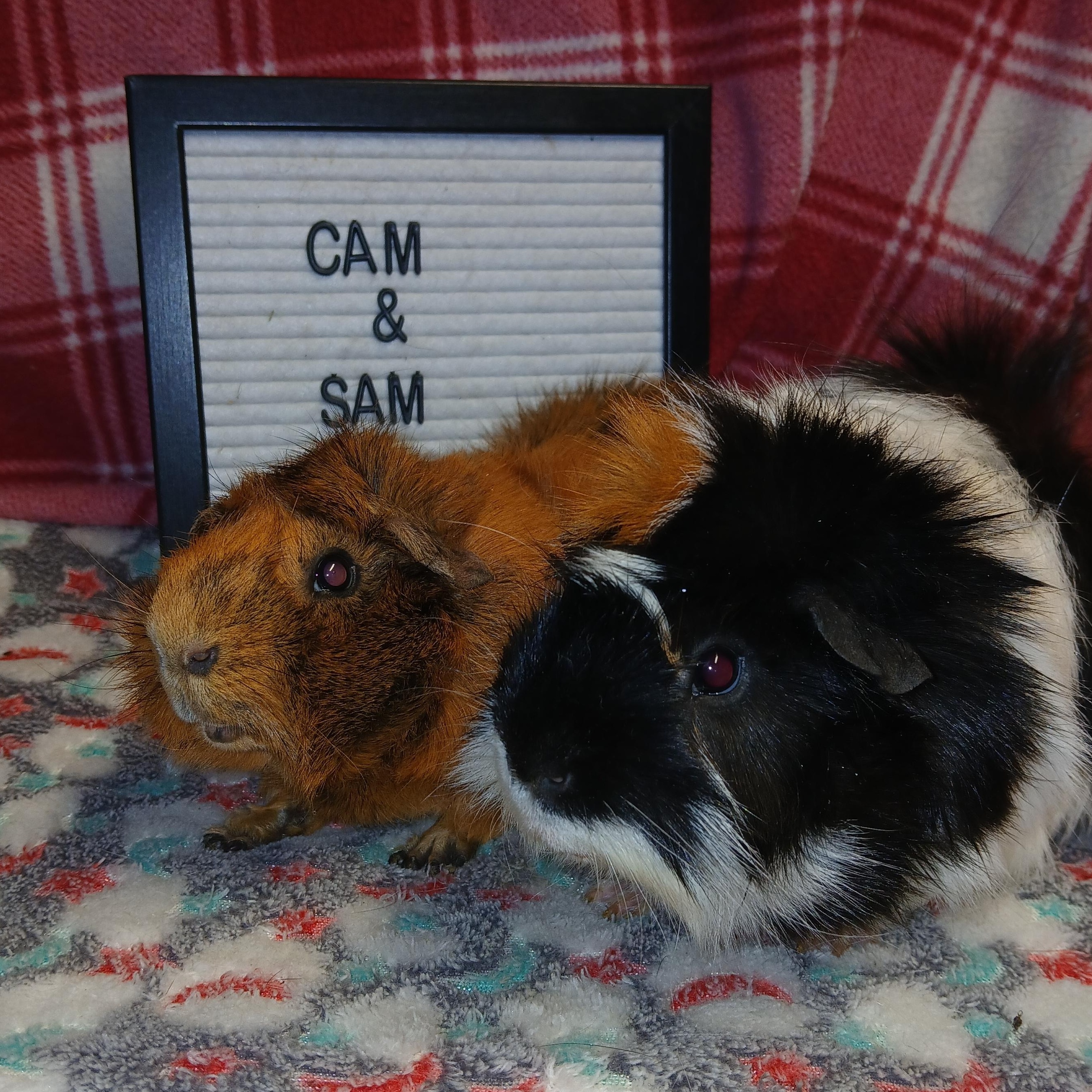 Sam and Cam, an adoptable Abyssinian in Dearborn, MO image 1/6