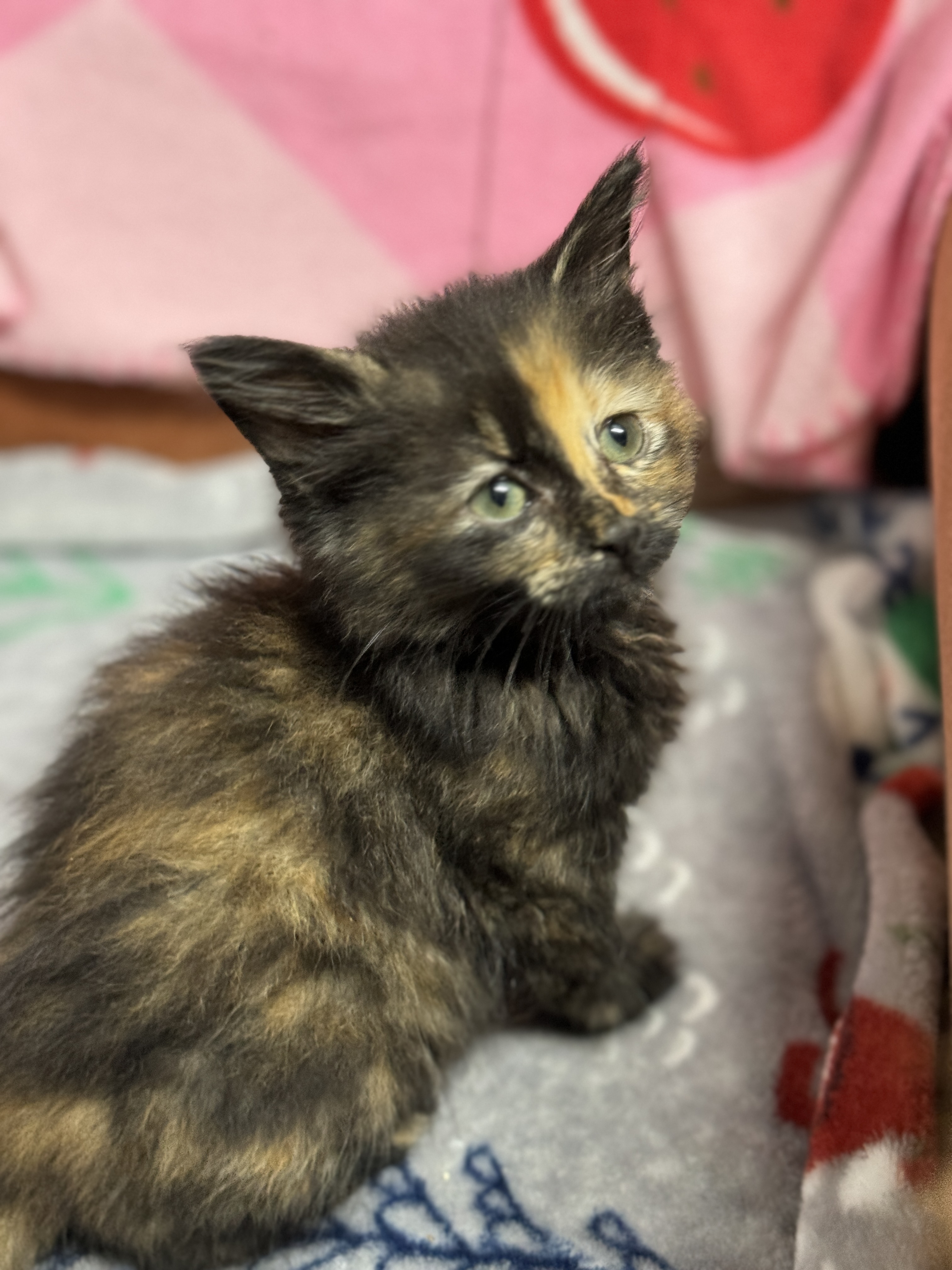 Cat for adoption Fern, a Domestic Long Hair in Bedminster, NJ Petfinder