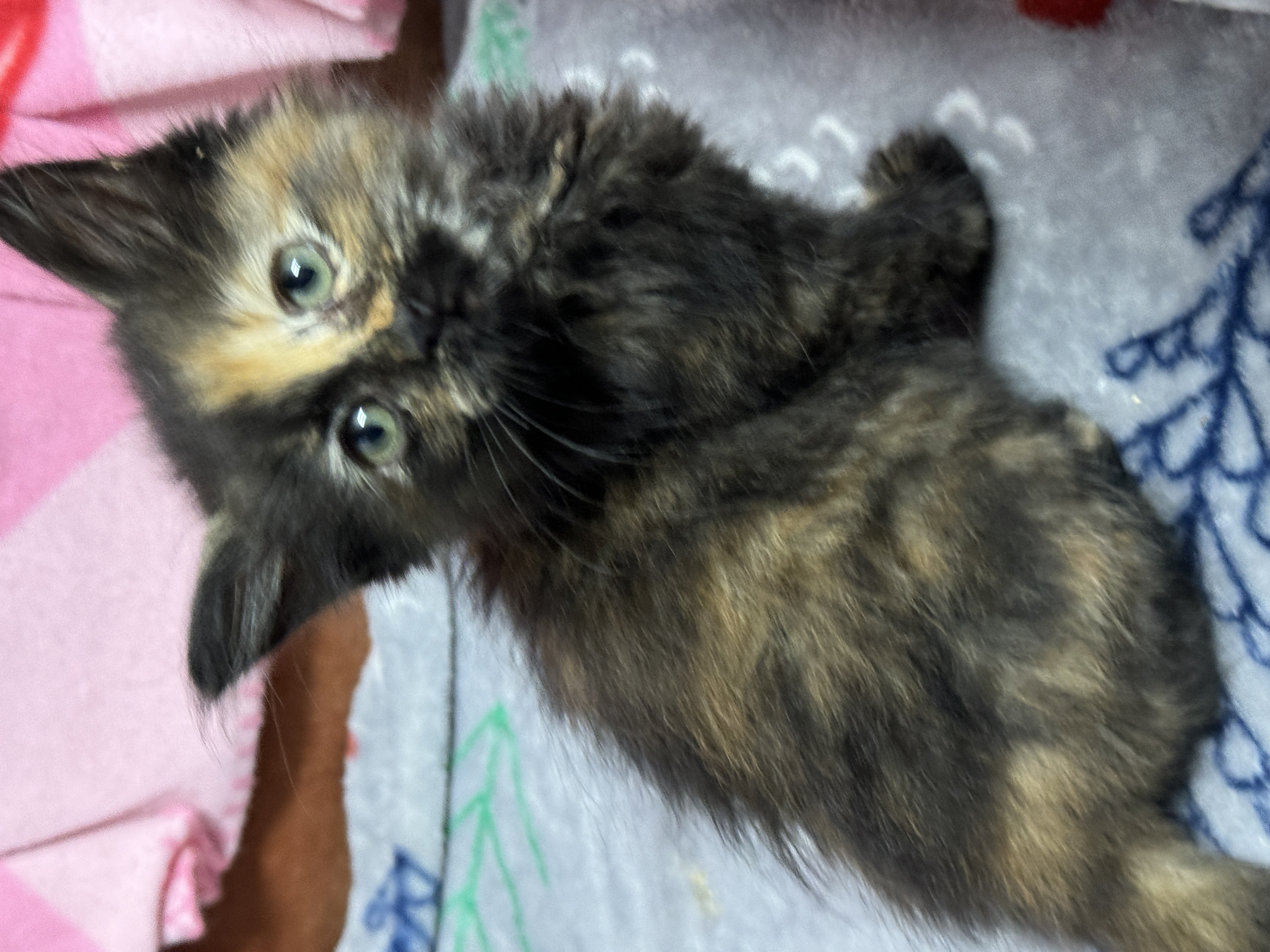 Cat for adoption Fern, a Domestic Long Hair in Bedminster, NJ Petfinder