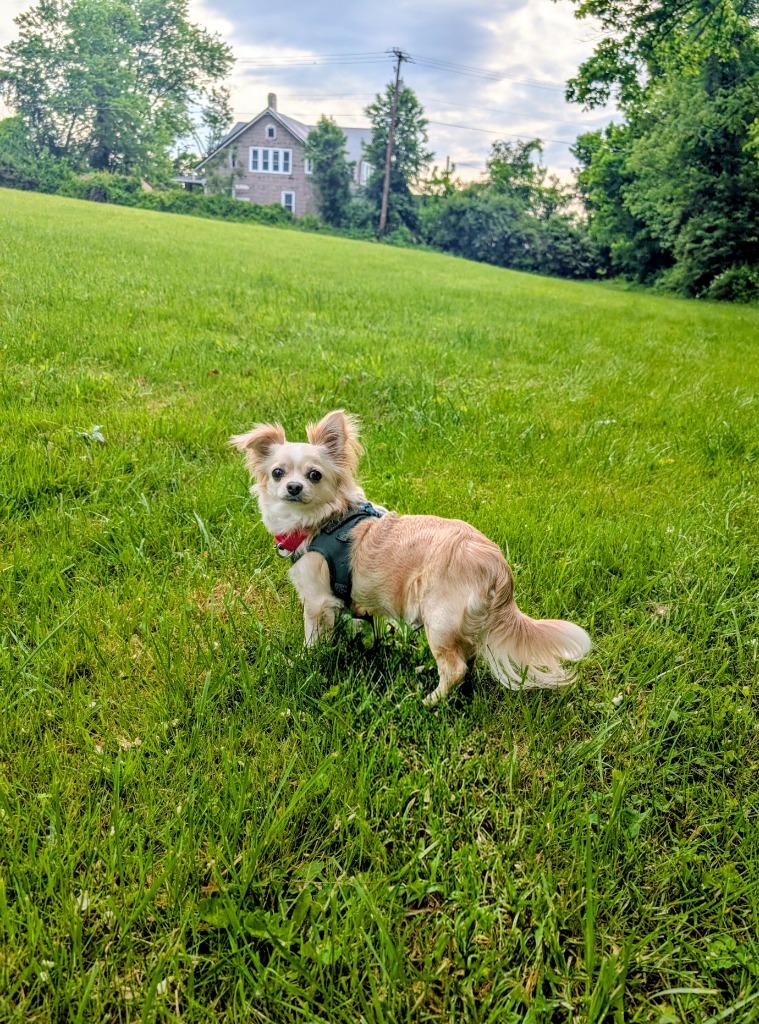 Aspen, adopted, Young Male Chihuahua.