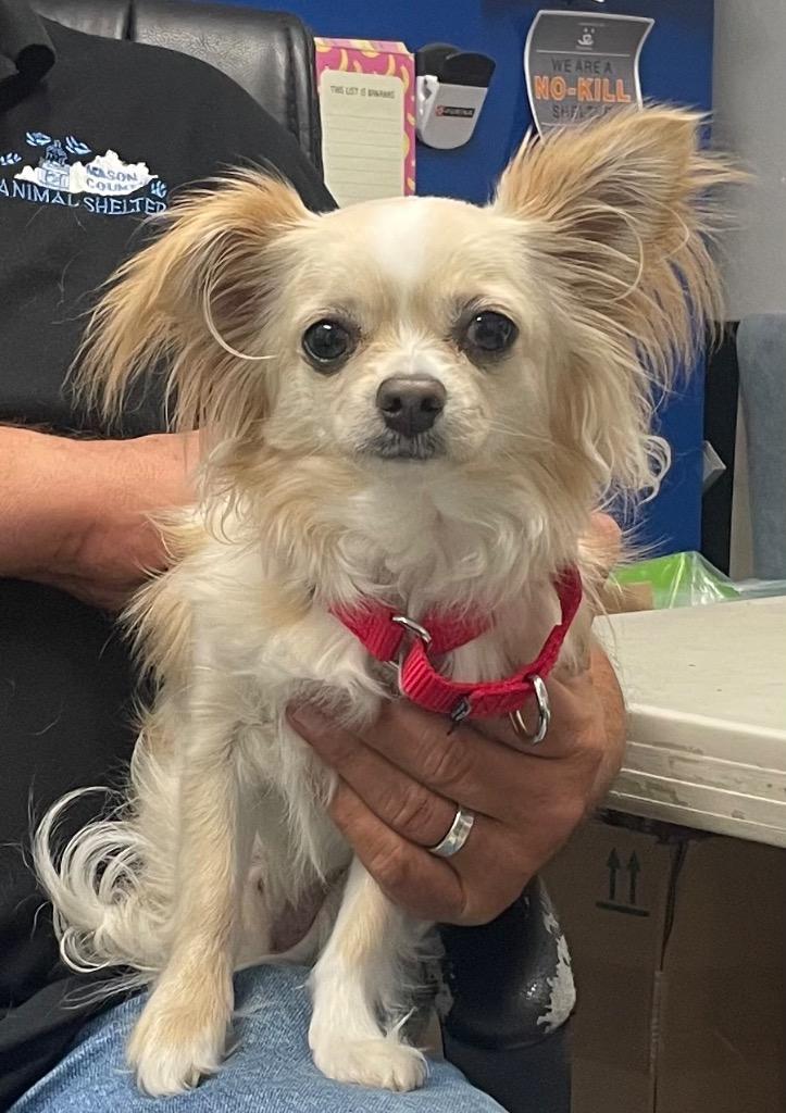 Aspen, an adopted Chihuahua in Maysville, KY image 2/2