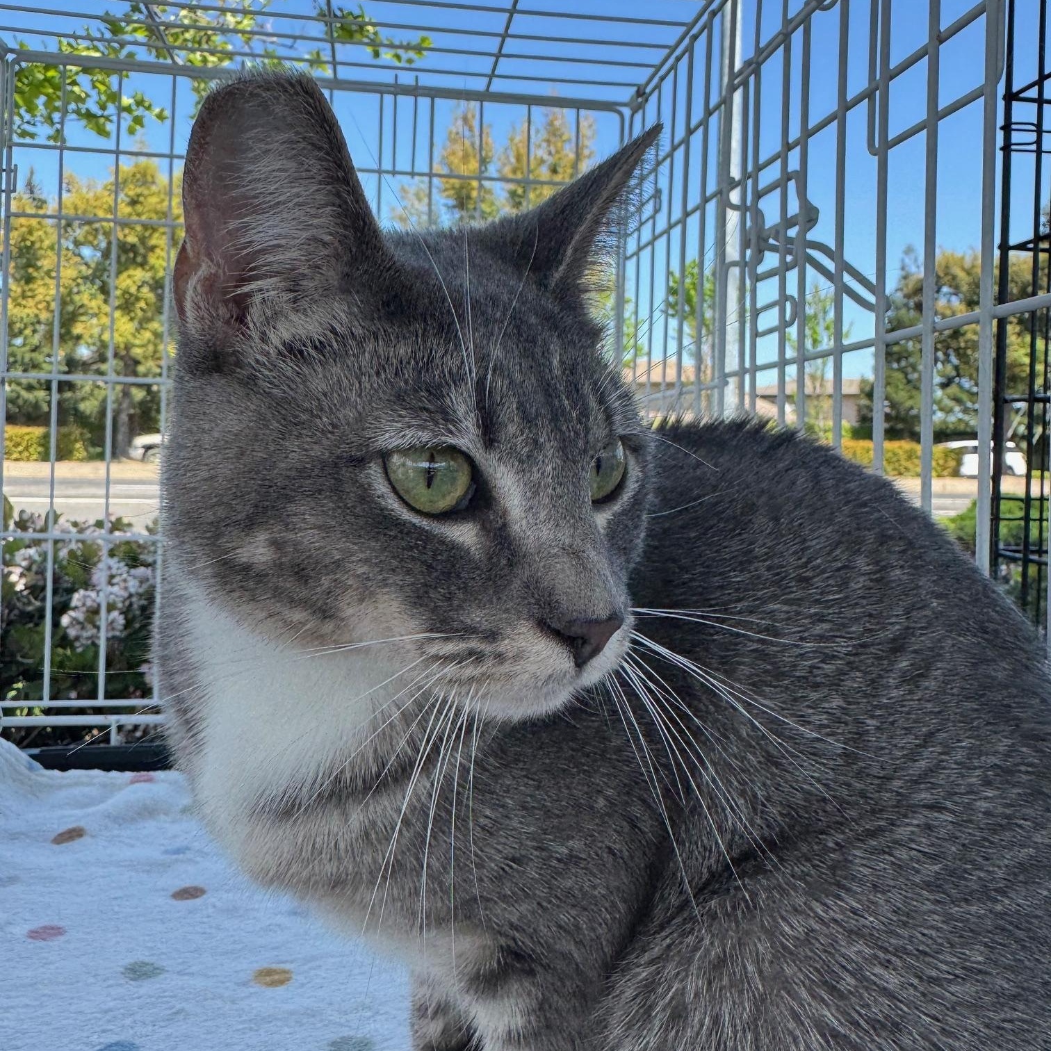 Enlarge Shaky Baby, a Adoptable Domestic Short Hair in Lodi, CA image 2/5