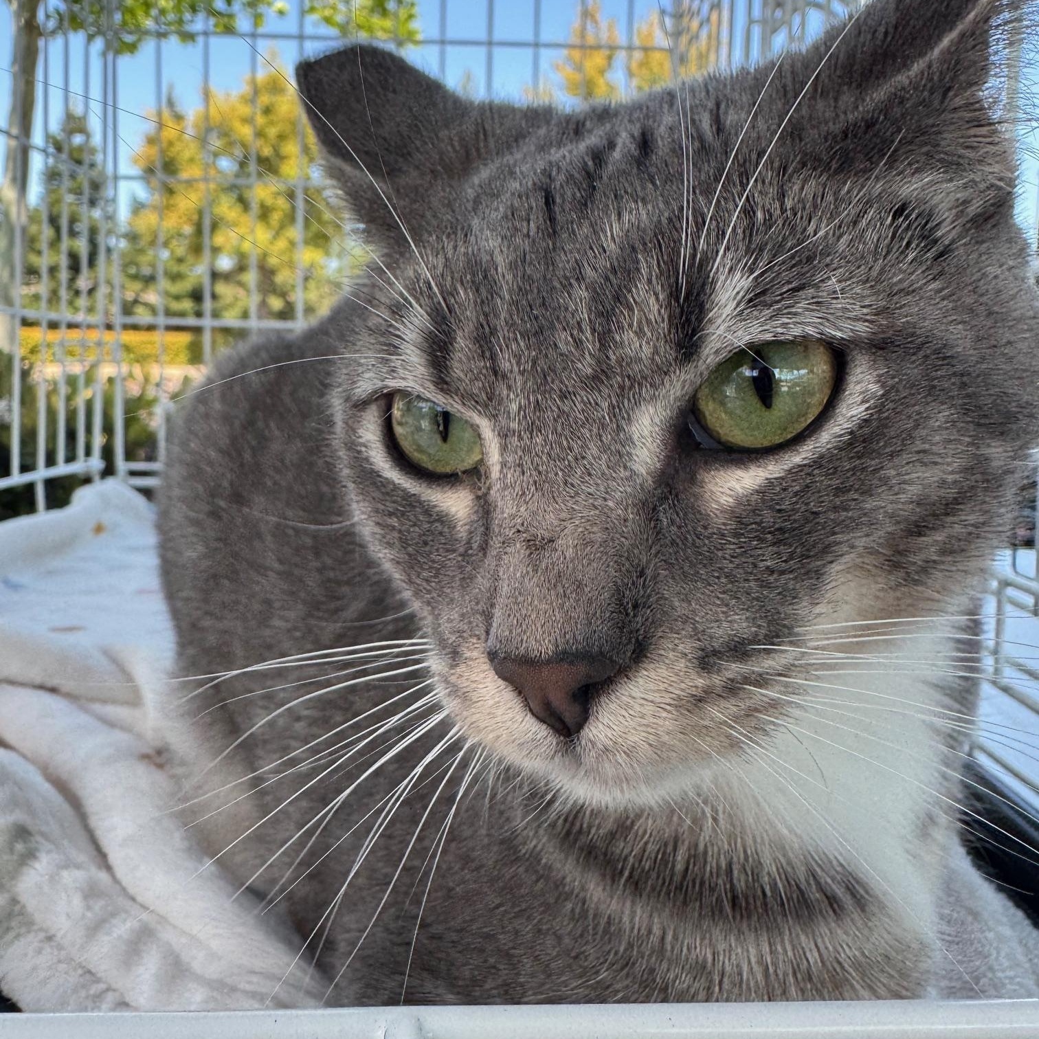 Enlarge Shaky Baby, a Adoptable Domestic Short Hair in Lodi, CA image 3/5