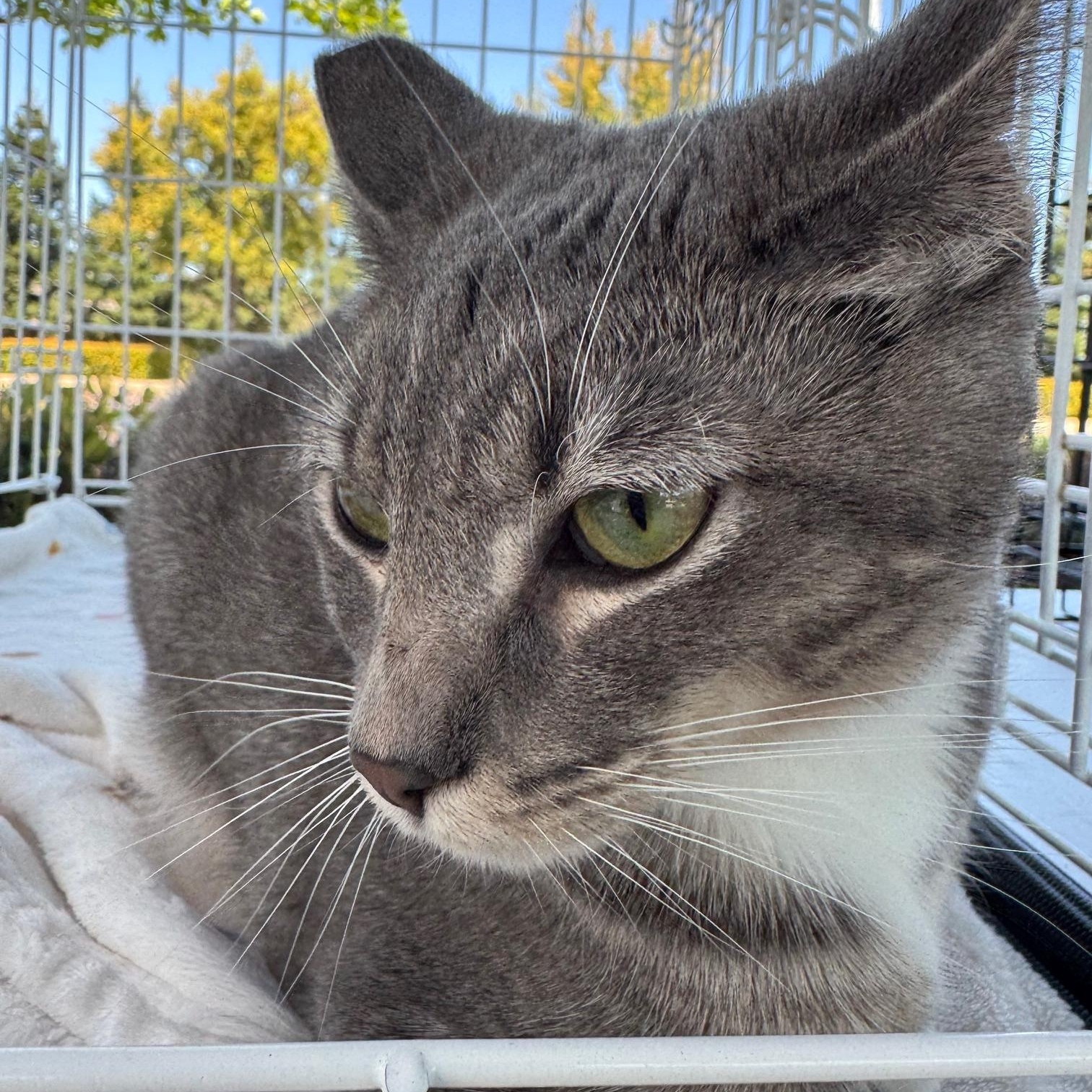 Enlarge Shaky Baby, a Adoptable Domestic Short Hair in Lodi, CA image 4/5