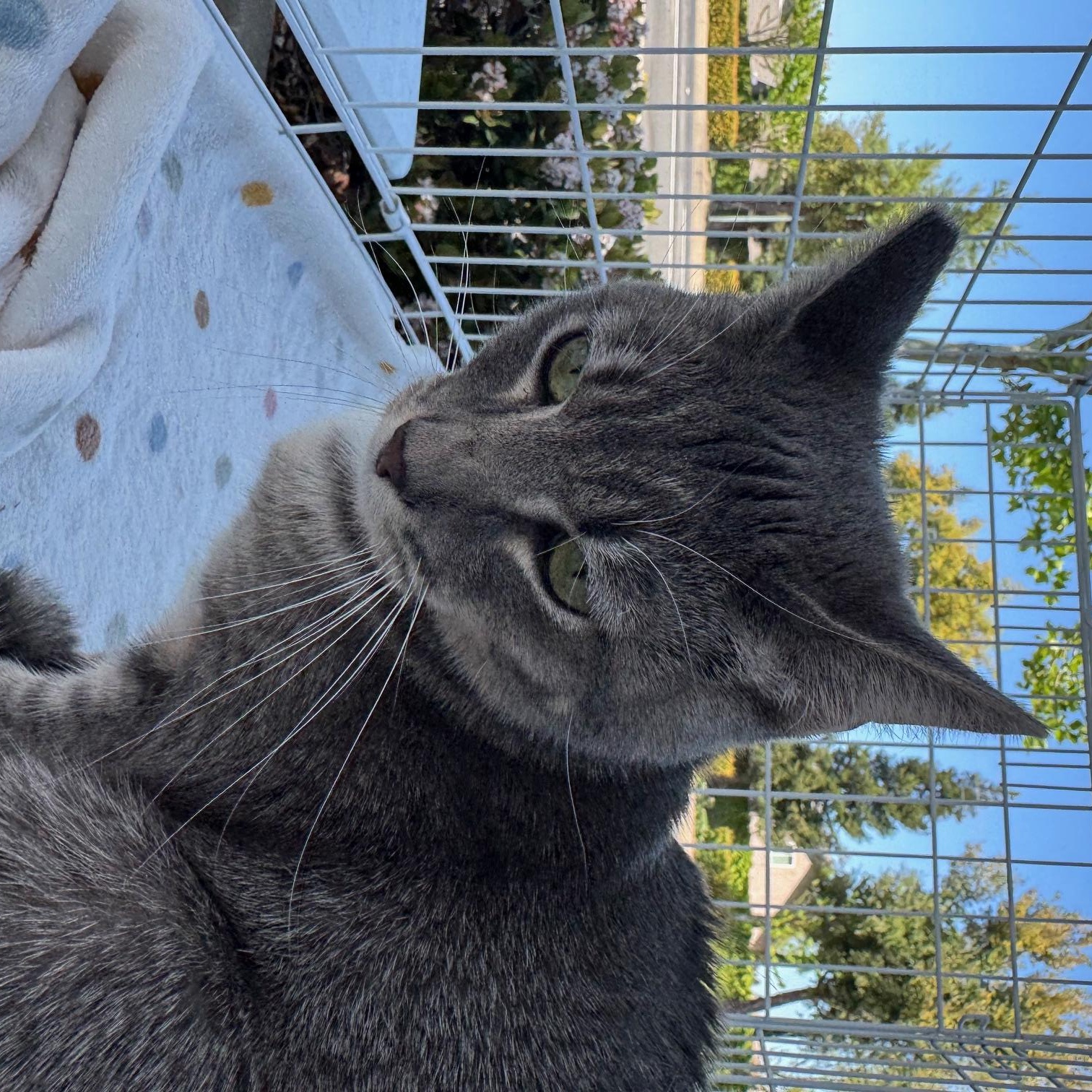 Enlarge Shaky Baby, a Adoptable Domestic Short Hair in Lodi, CA image 5/5