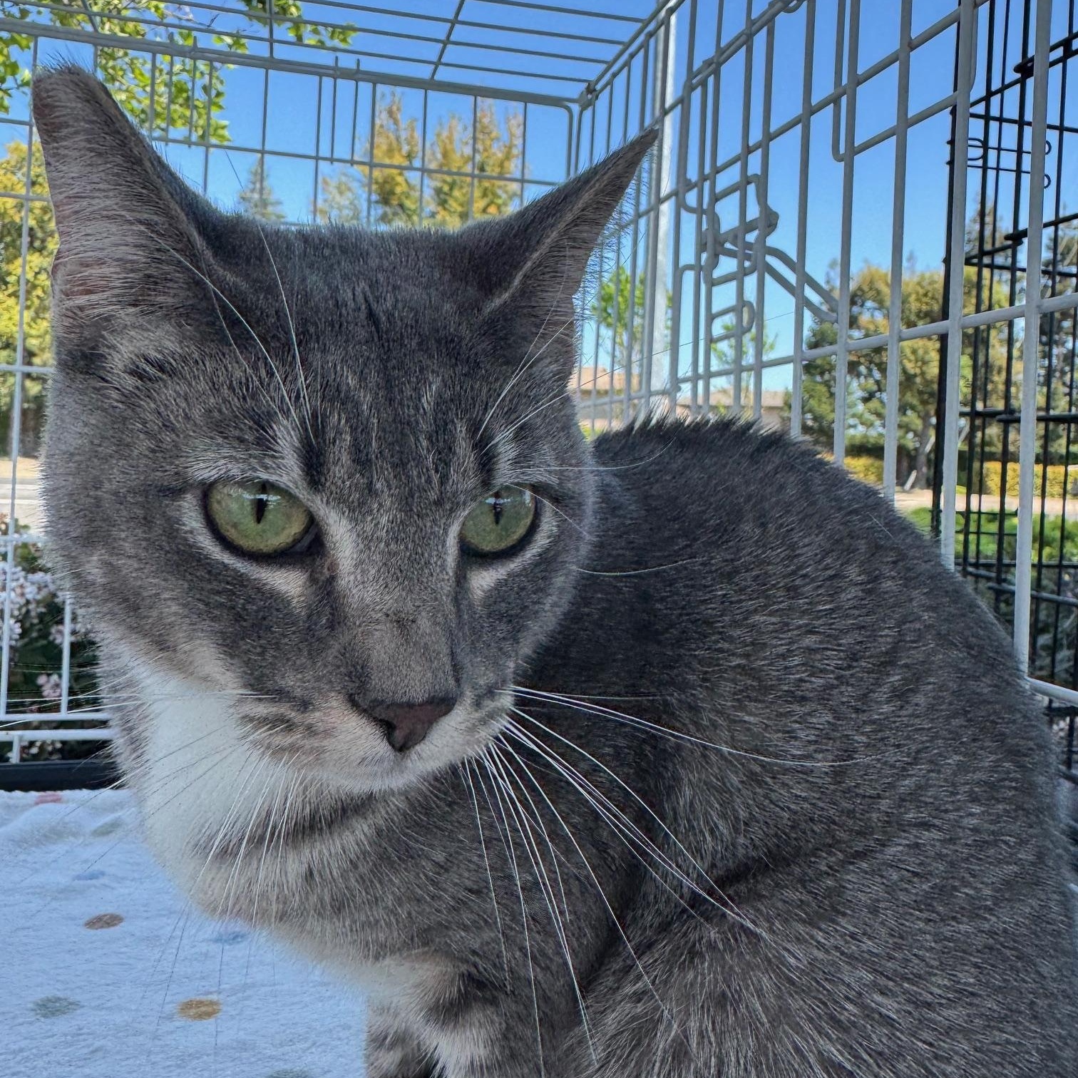 Shaky Baby, Adoptable, Young Female Domestic Short Hair.