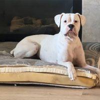 Enlarge Frankie, a ADOPTABLE Boxer in Davis, CA image 3/5