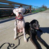 Frankie, ADOPTABLE, Adult Female Boxer.