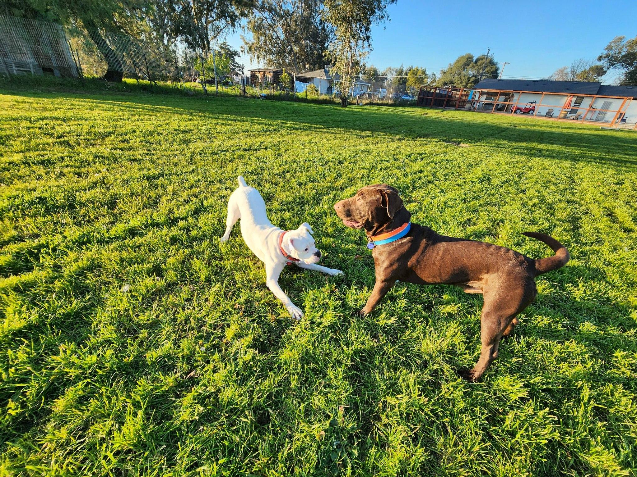 Enlarge Frankie, a ADOPTABLE Boxer in Davis, CA image 5/5