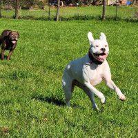 Enlarge Frankie, a ADOPTABLE Boxer in Davis, CA image 2/5