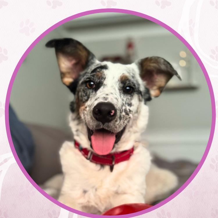 Bobsled, Adoptable, Puppy Male Mixed Breed.