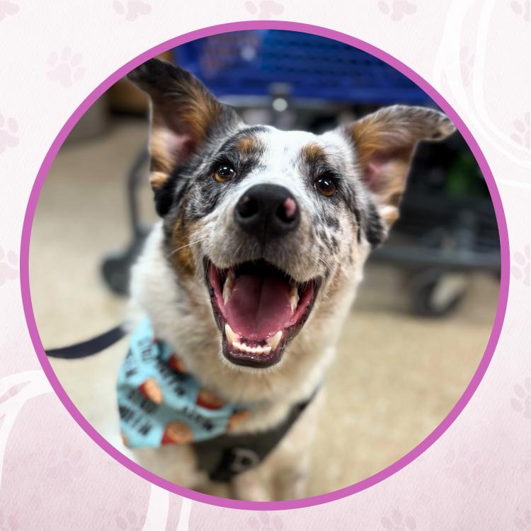 Enlarge Bobsled, a Adoptable mixed breed in Toms River, NJ image 1/6