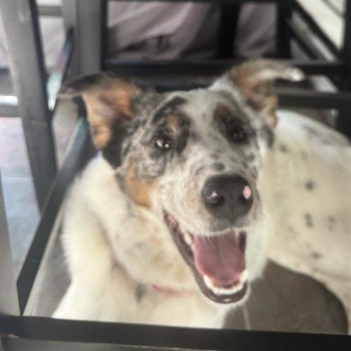 Bobsled, Adoptable, Young Male Mixed Breed.