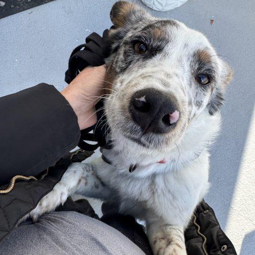 Enlarge Bobsled, a Adoptable mixed breed in Toms River, NJ image 3/6