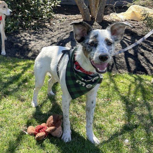 Enlarge Bobsled, a Adoptable mixed breed in Toms River, NJ image 2/6