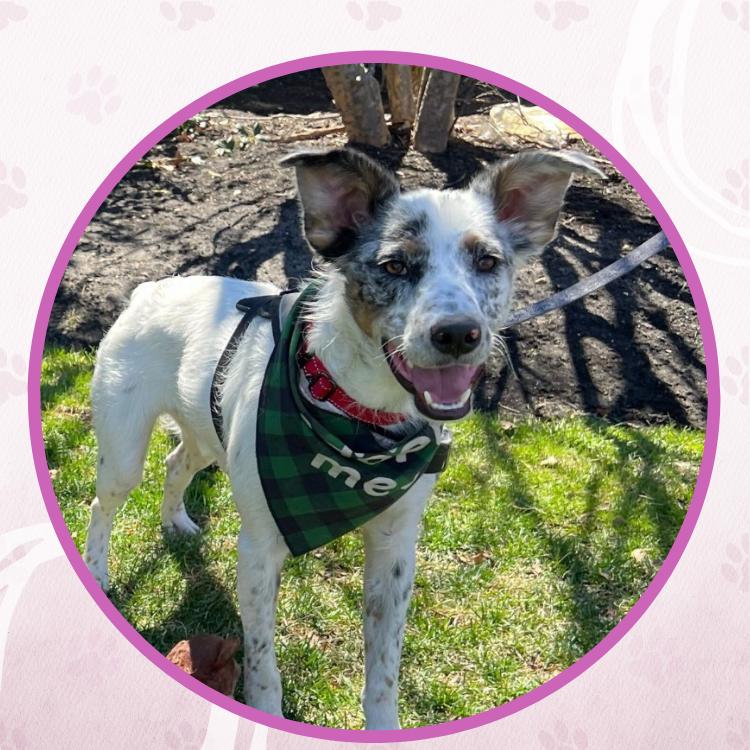 Bobsled, Adoptable, Puppy Male Mixed Breed.