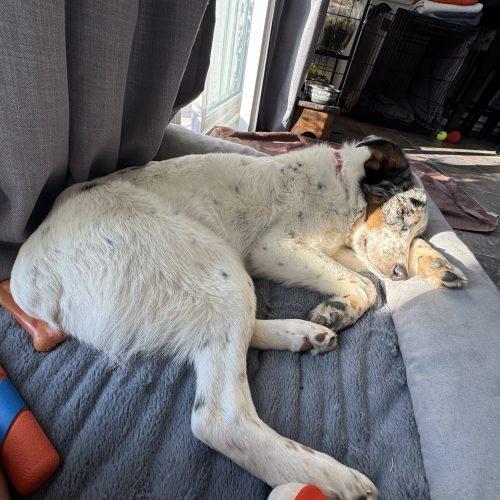 Enlarge Bobsled, a Adoptable mixed breed in Toms River, NJ image 4/6