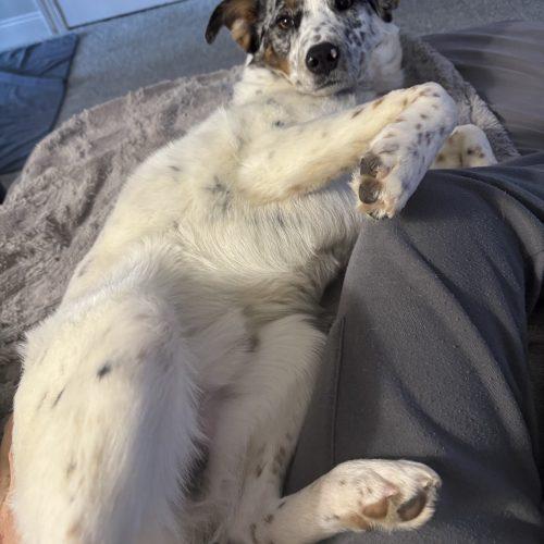 Enlarge Bobsled, a Adoptable mixed breed in Toms River, NJ image 5/6