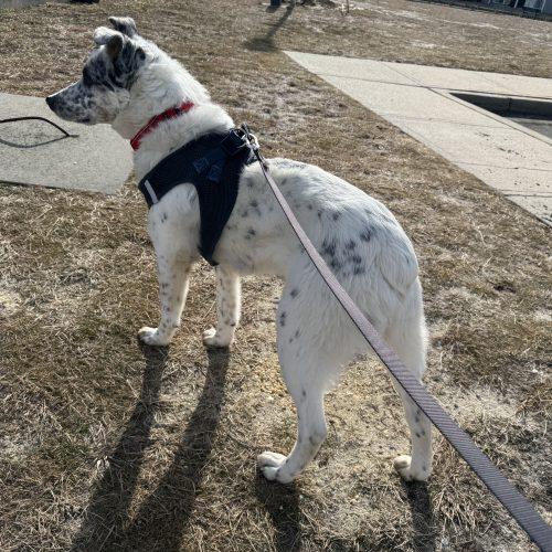 Enlarge Bobsled, a Adoptable mixed breed in Toms River, NJ image 6/6