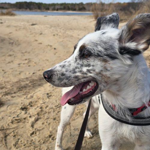 Enlarge Bobsled, a Adoptable mixed breed in Toms River, NJ image 5/5