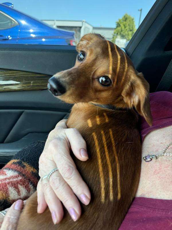 Oscar, Adopted, Young Male Dachshund.