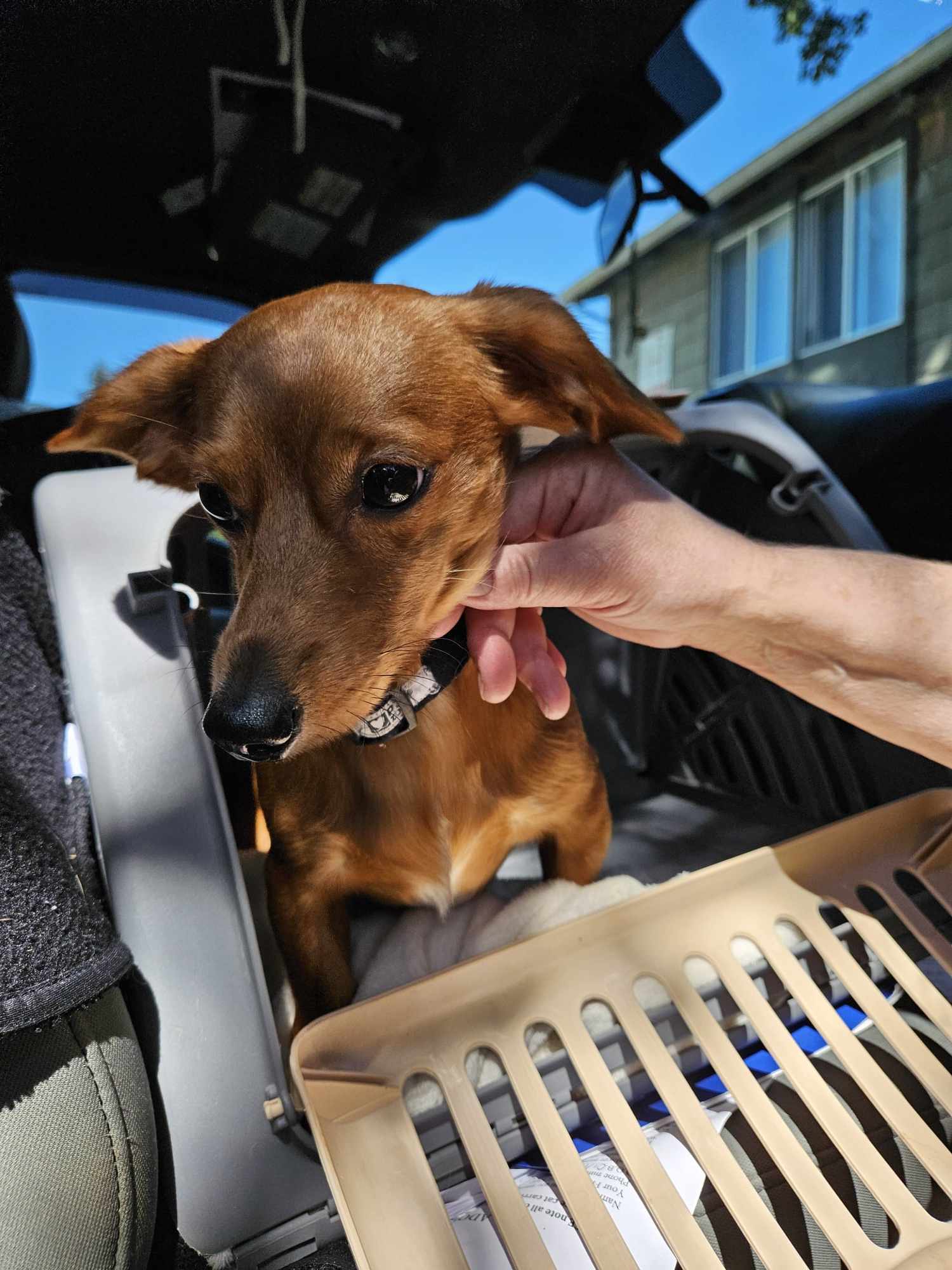 Enlarge Oscar, a Adopted Dachshund in Roy, WA image 2/4