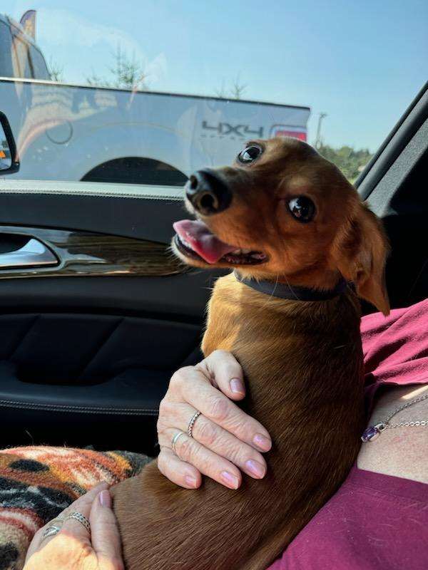 Enlarge Oscar, a Adopted Dachshund in Roy, WA image 3/4