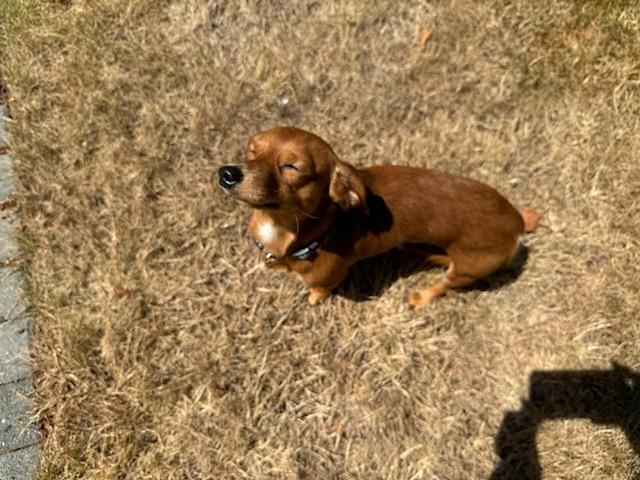 Enlarge Oscar, a Adopted Dachshund in Roy, WA image 4/4