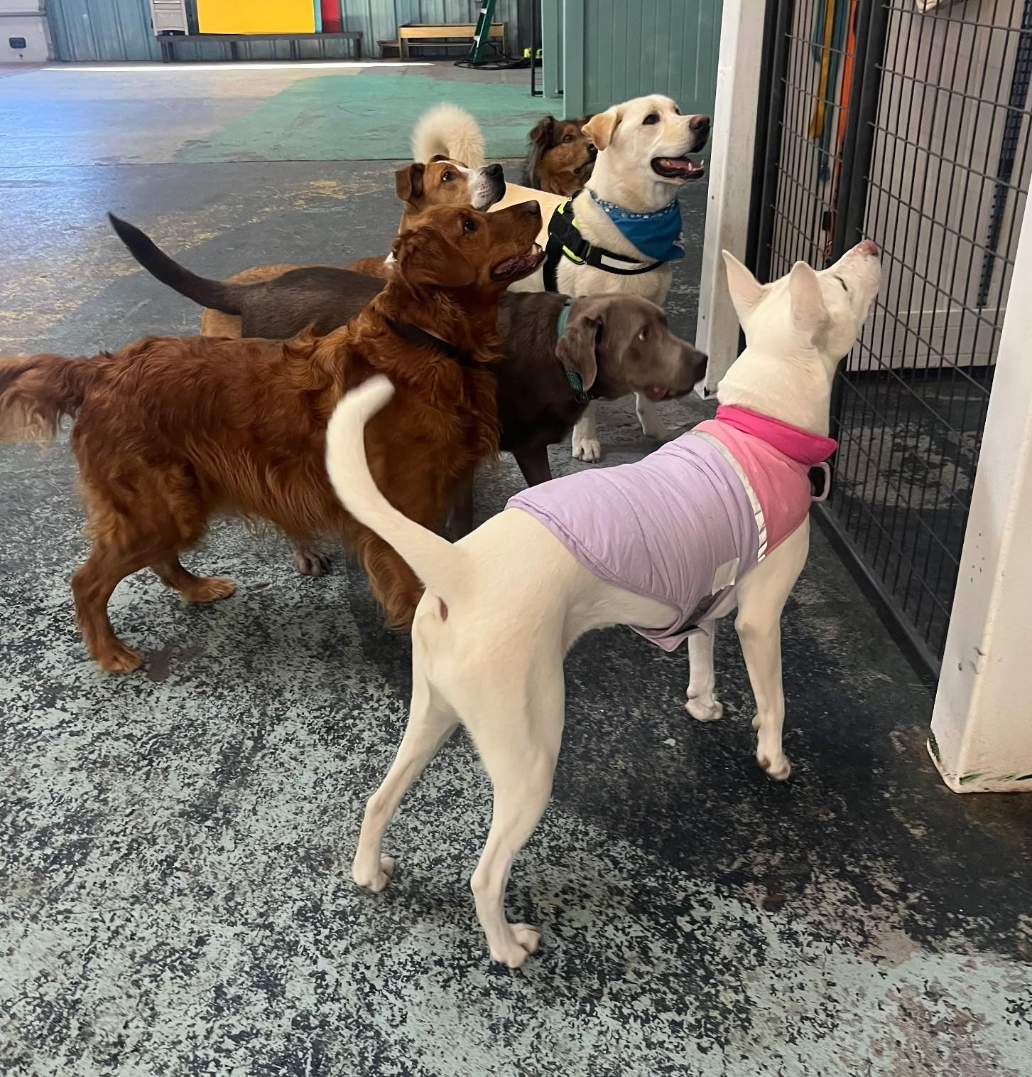 Blitz, a ADOPTABLE mixed breed in Montrose, CO image 1/5