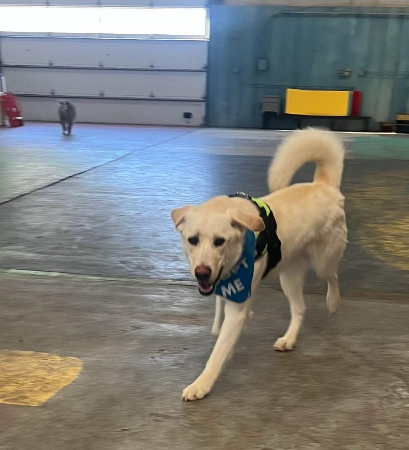 Blitz, a ADOPTABLE mixed breed in Montrose, CO image 4/5