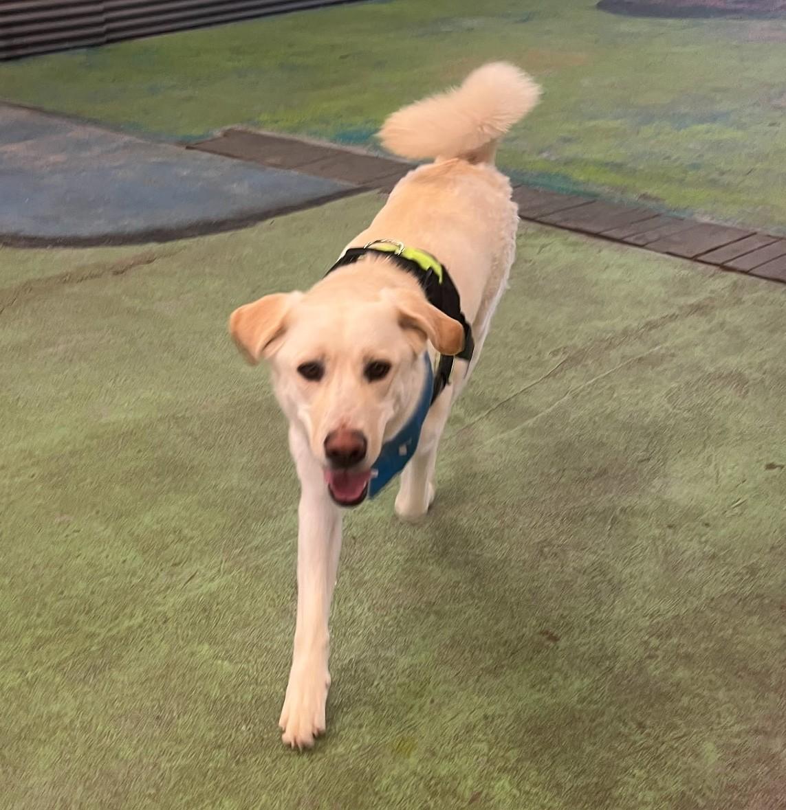 Blitz, a ADOPTABLE mixed breed in Montrose, CO image 2/5