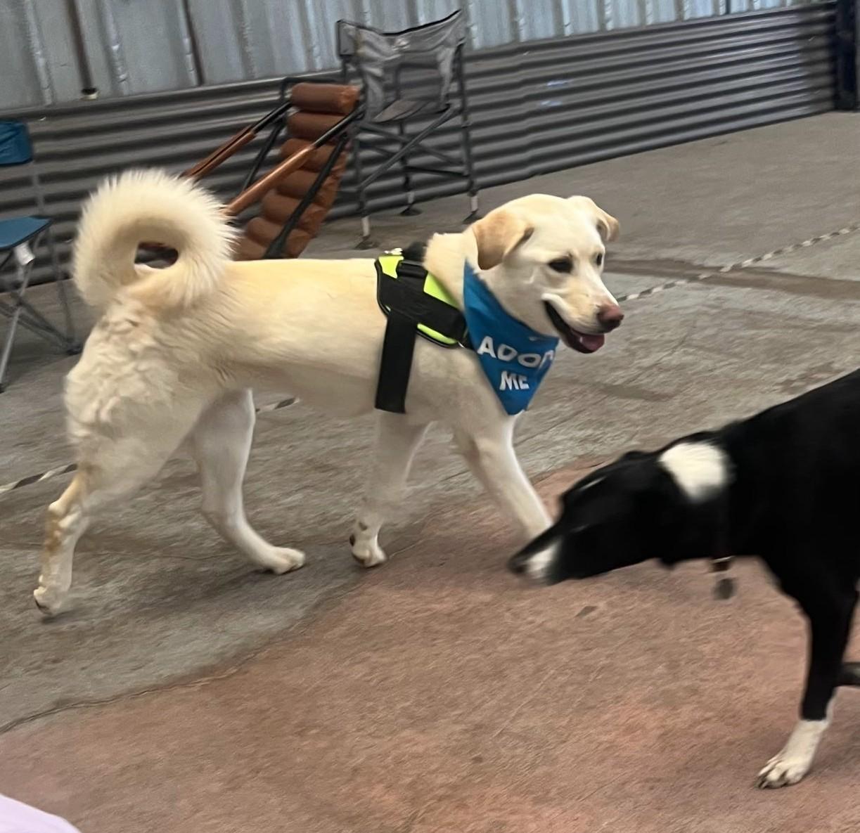 Blitz, a ADOPTABLE mixed breed in Montrose, CO image 3/5