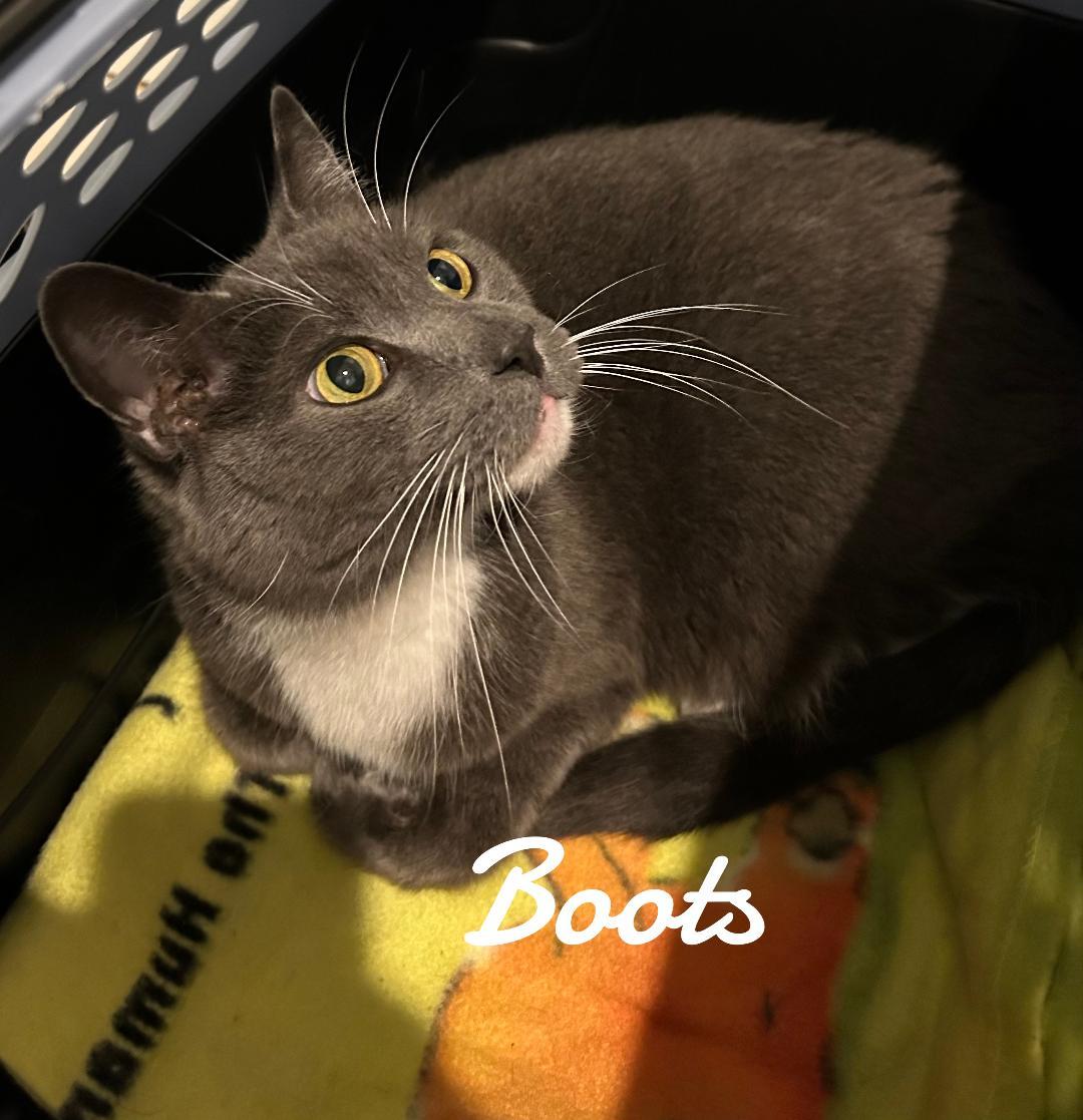 Enlarge Boots, a Adoptable Domestic Short Hair in Naugatuck, CT image 2/2