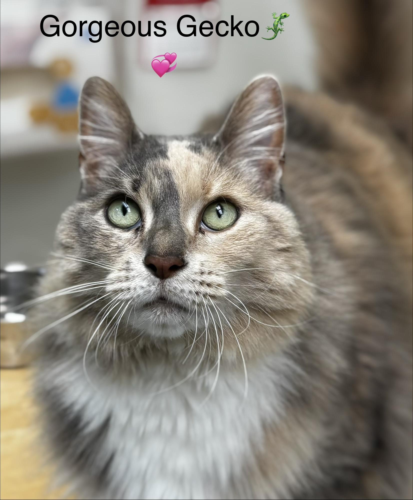 Gentle Gecko, Adoptable, Senior Female Domestic Long Hair.