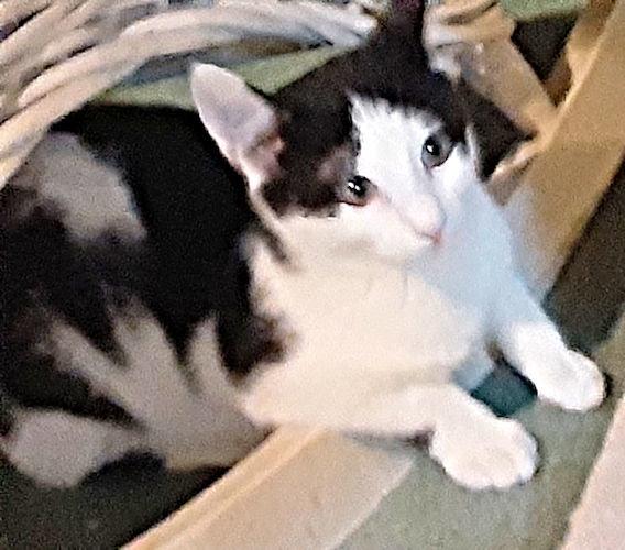 Santee, Adopted, Kitten Male Domestic Short Hair.