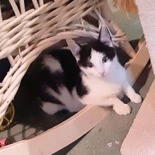 Santee, a Adopted Domestic Short Hair in Rutherfordton, NC image 2/2
