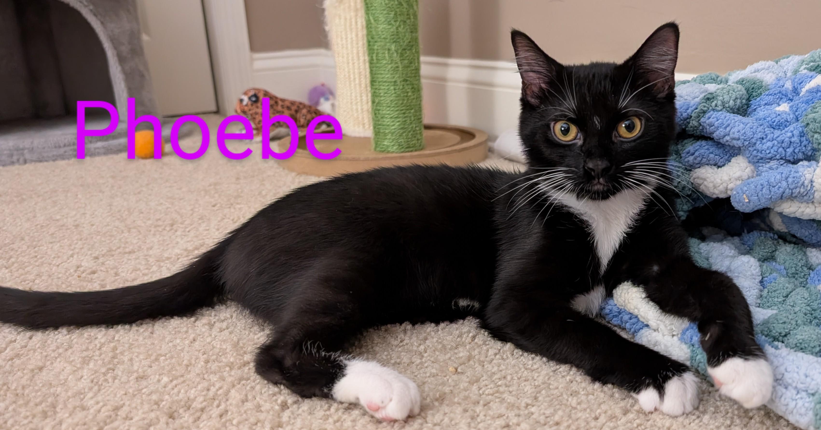 Enlarge Phoebe, a Adoptable Tuxedo in Frederick, MD image 3/5