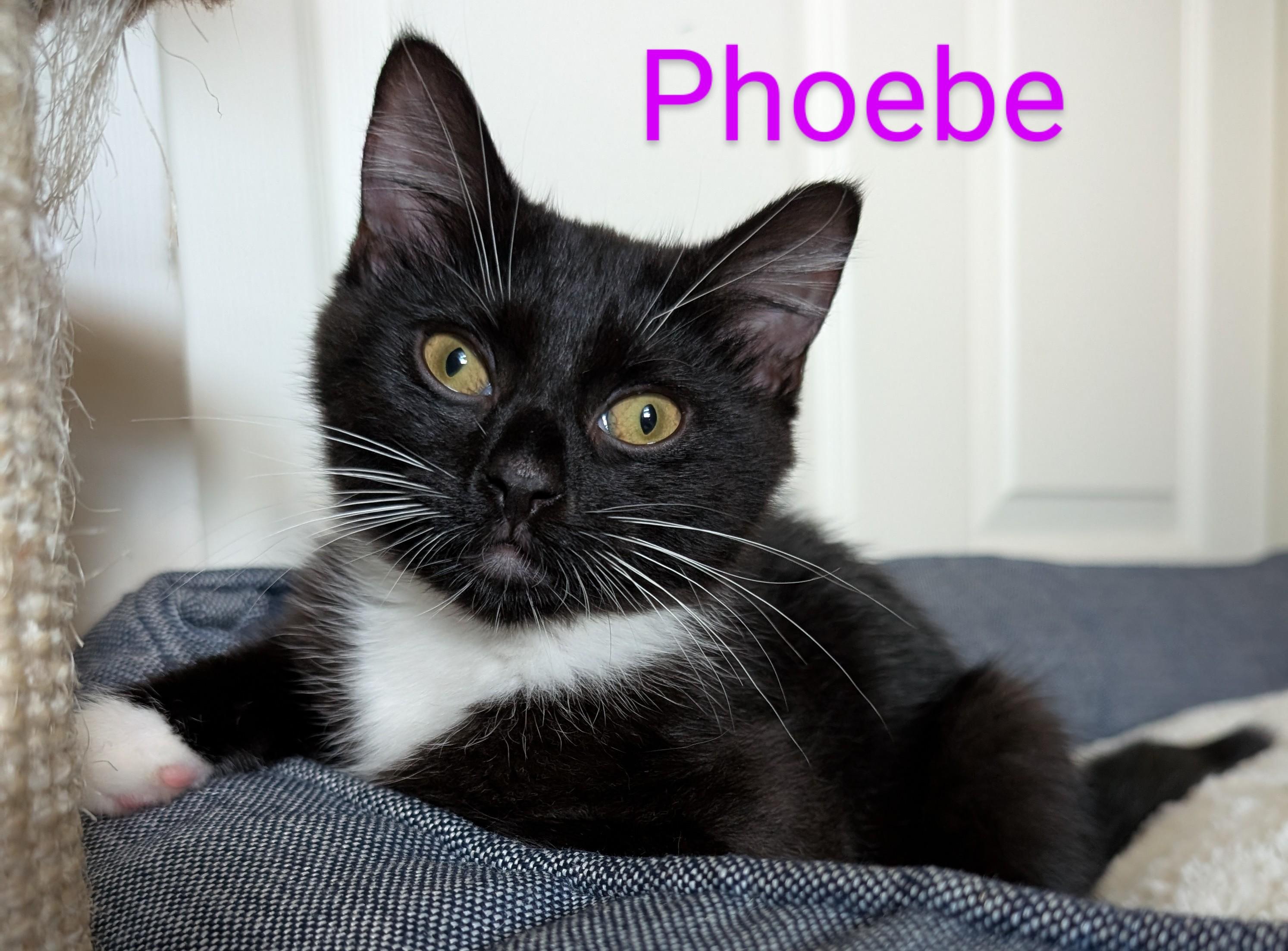 Enlarge Phoebe, a Adoptable Tuxedo in Frederick, MD image 2/5