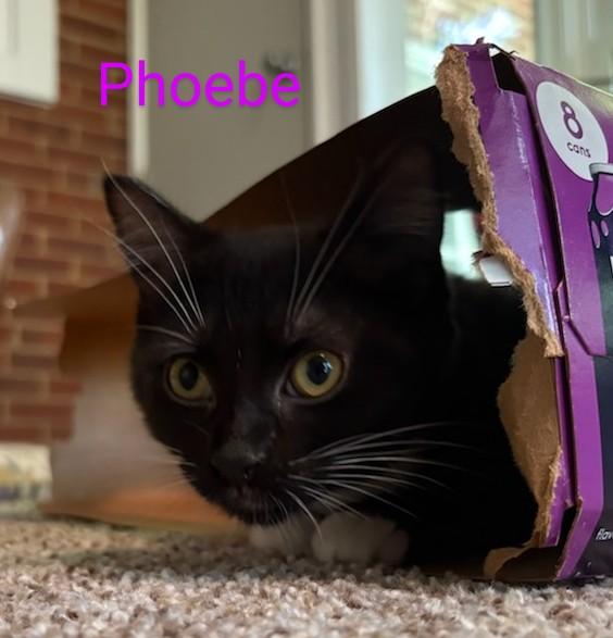 Phoebe photo 2