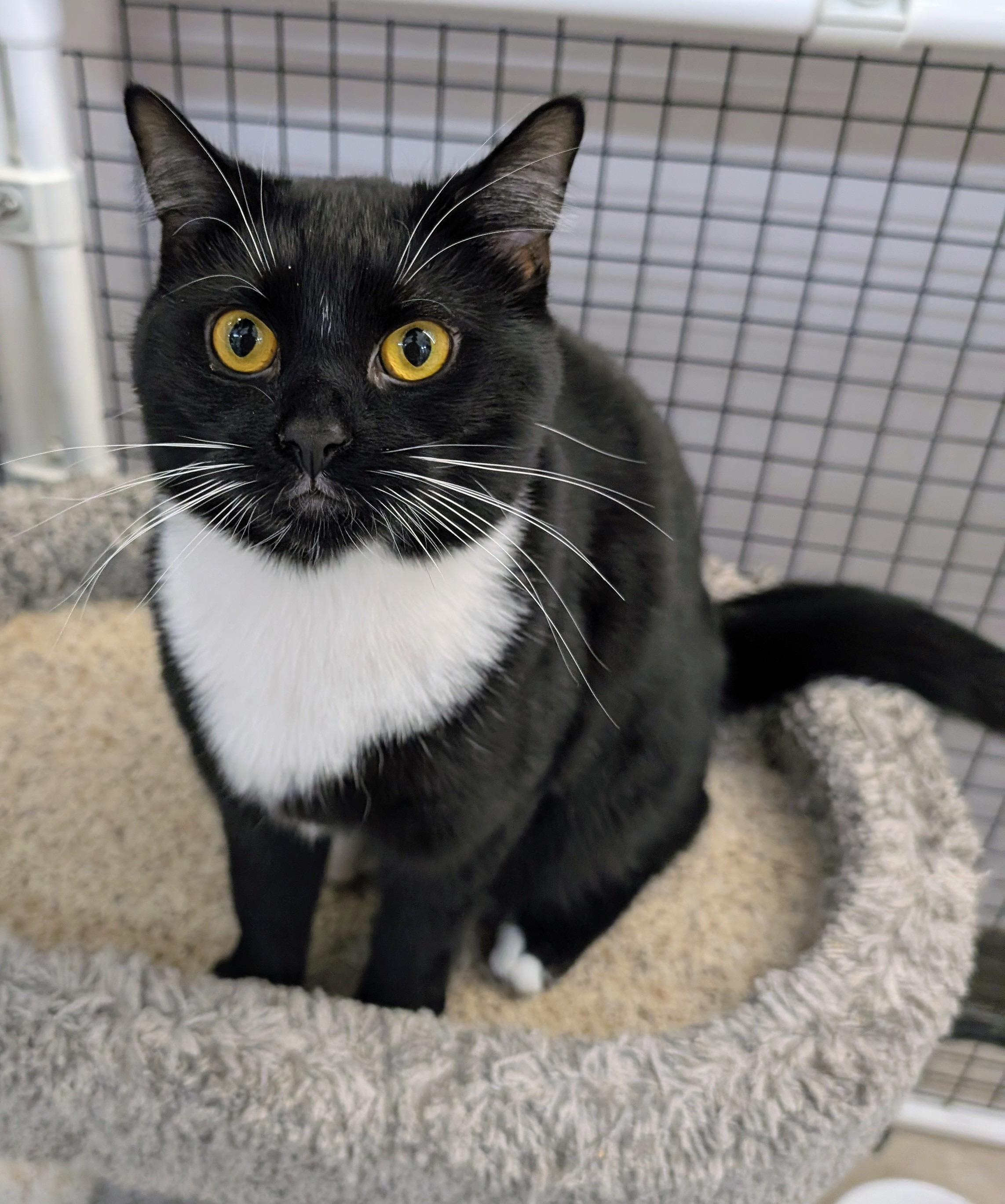 Enlarge Phoebe, an adoptable Tuxedo in Frederick, MD image 2/5