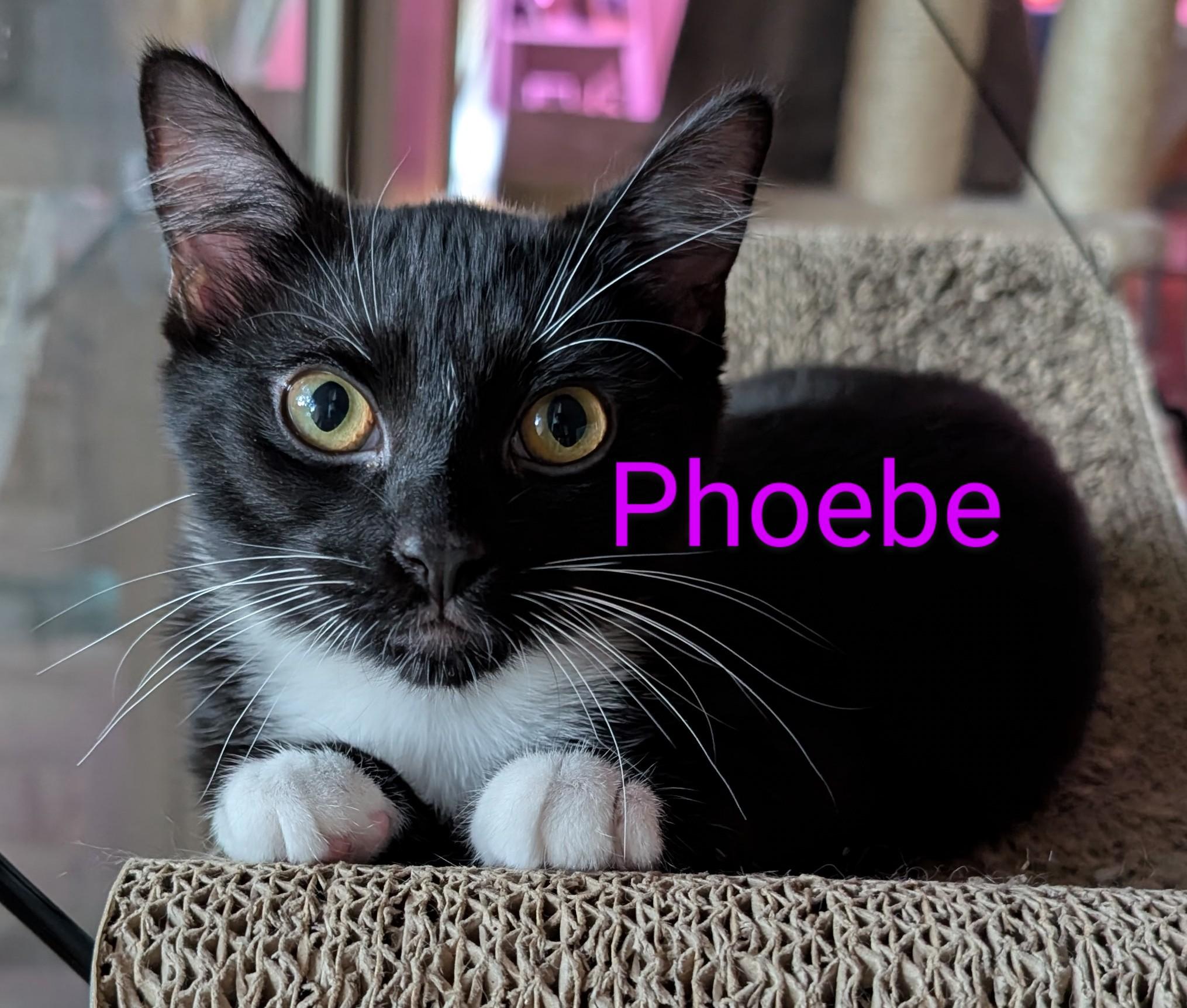 Phoebe, Adoptable, Kitten Female Tuxedo.