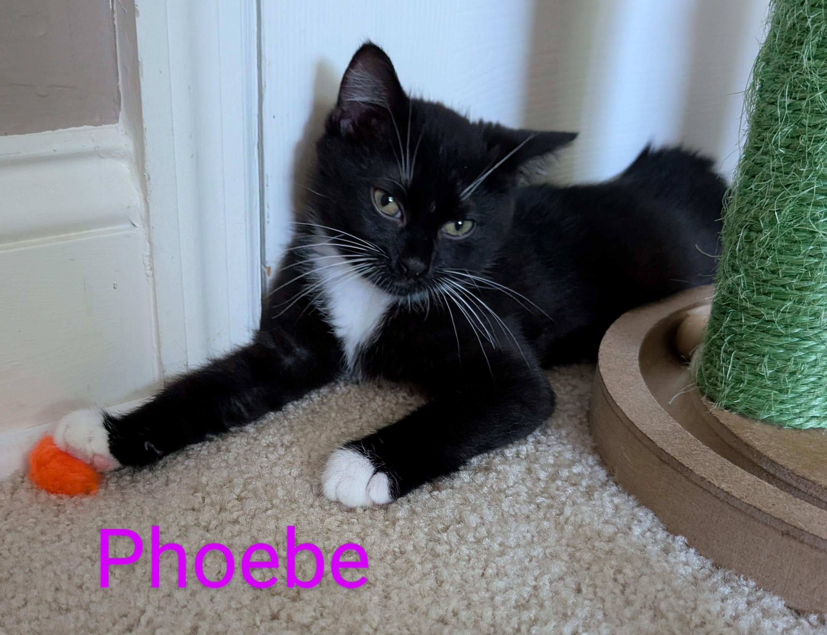 Enlarge Phoebe, a Adoptable Tuxedo in Frederick, MD image 4/5