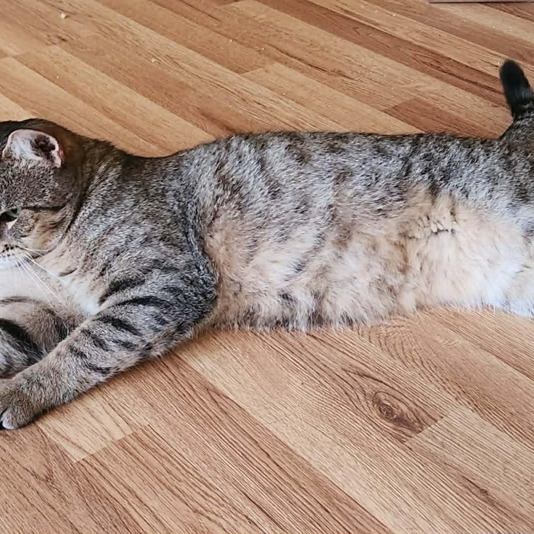 Enlarge Rudy, a ADOPTABLE Domestic Short Hair in Sewell, NJ image 4/4