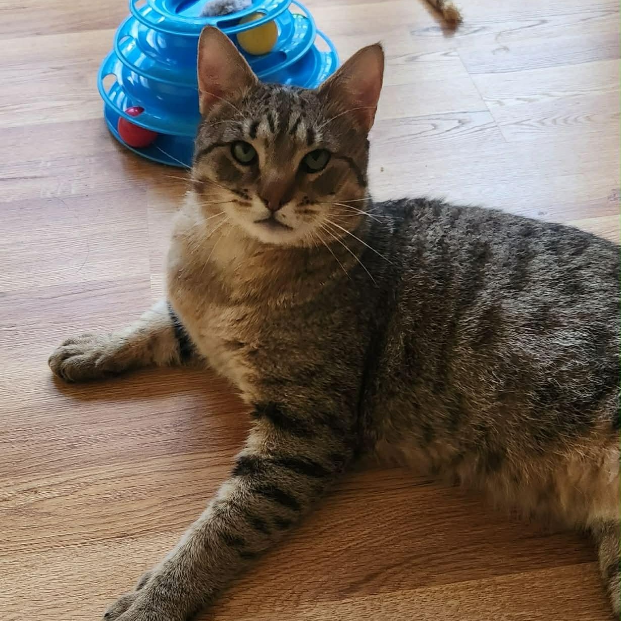 Enlarge Rudy, a ADOPTABLE Domestic Short Hair in Sewell, NJ image 1/4