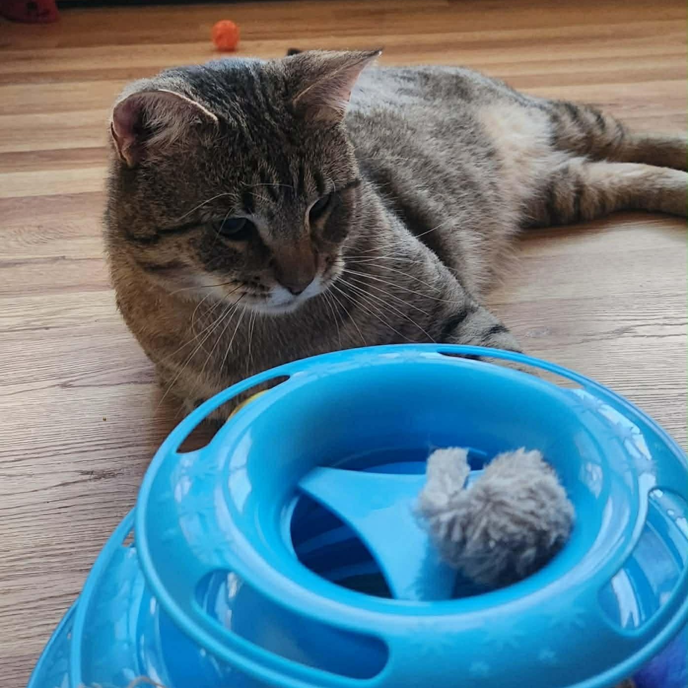 Enlarge Rudy, a ADOPTABLE Domestic Short Hair in Sewell, NJ image 3/4