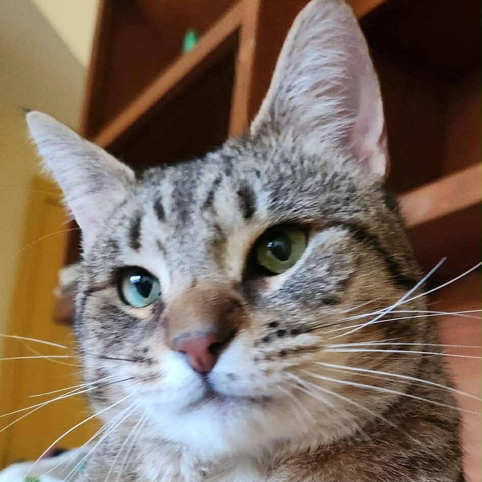 Enlarge Rudy, a ADOPTABLE Domestic Short Hair in Sewell, NJ image 2/4