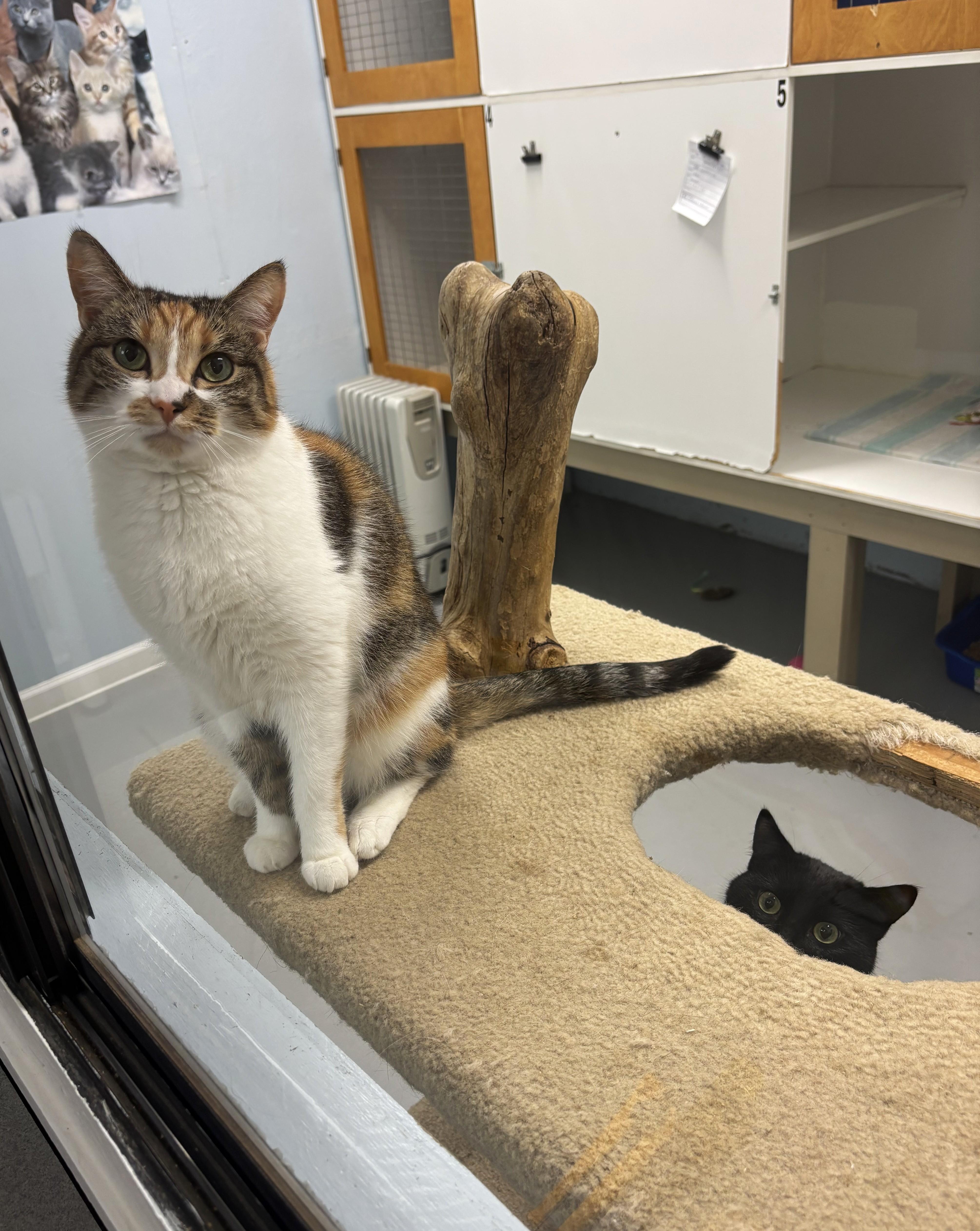 Katia & Marta, an adopted Domestic Short Hair in Victoria, BC image 2/3
