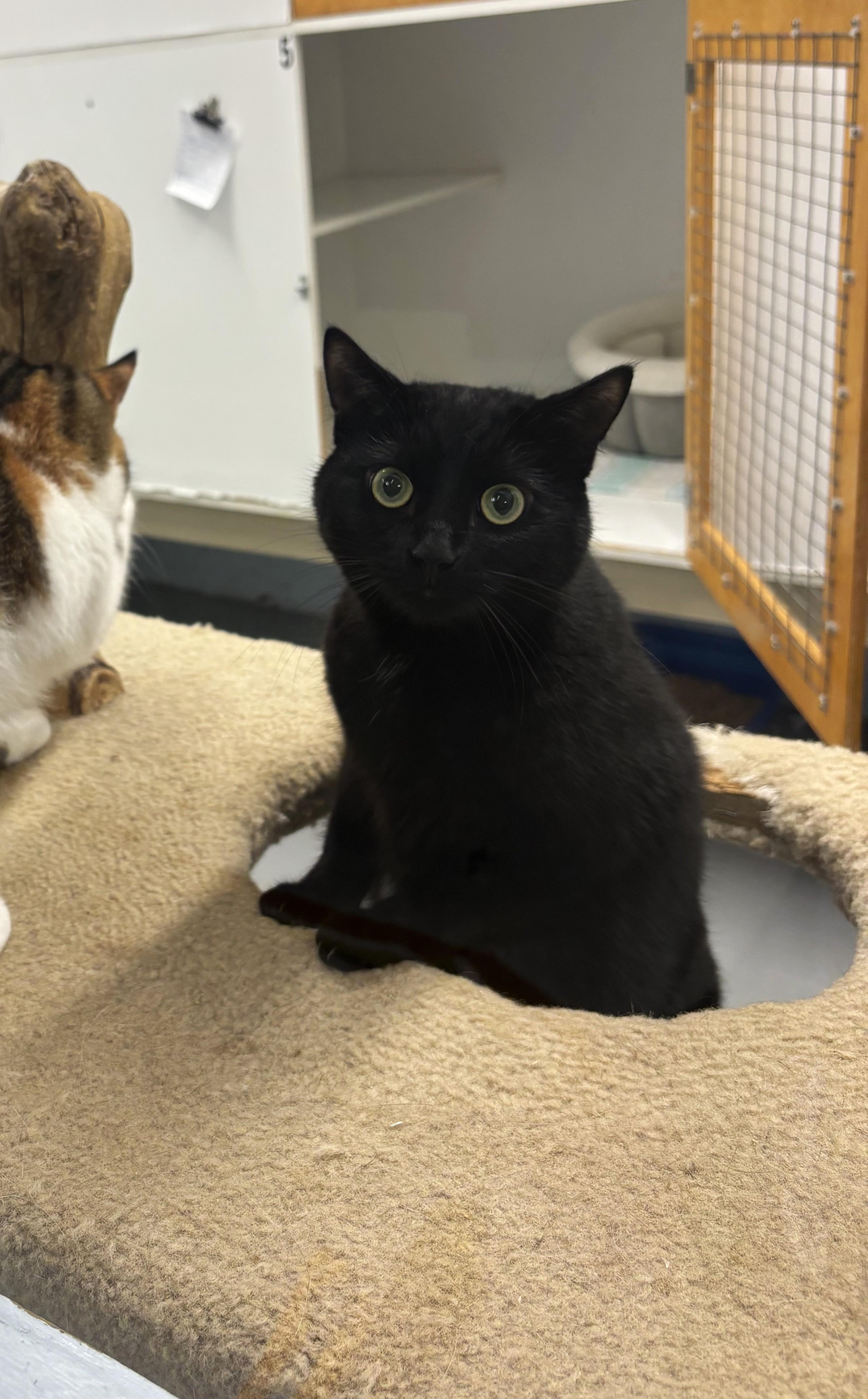 Katia & Marta, an adopted Domestic Short Hair in Victoria, BC image 3/3