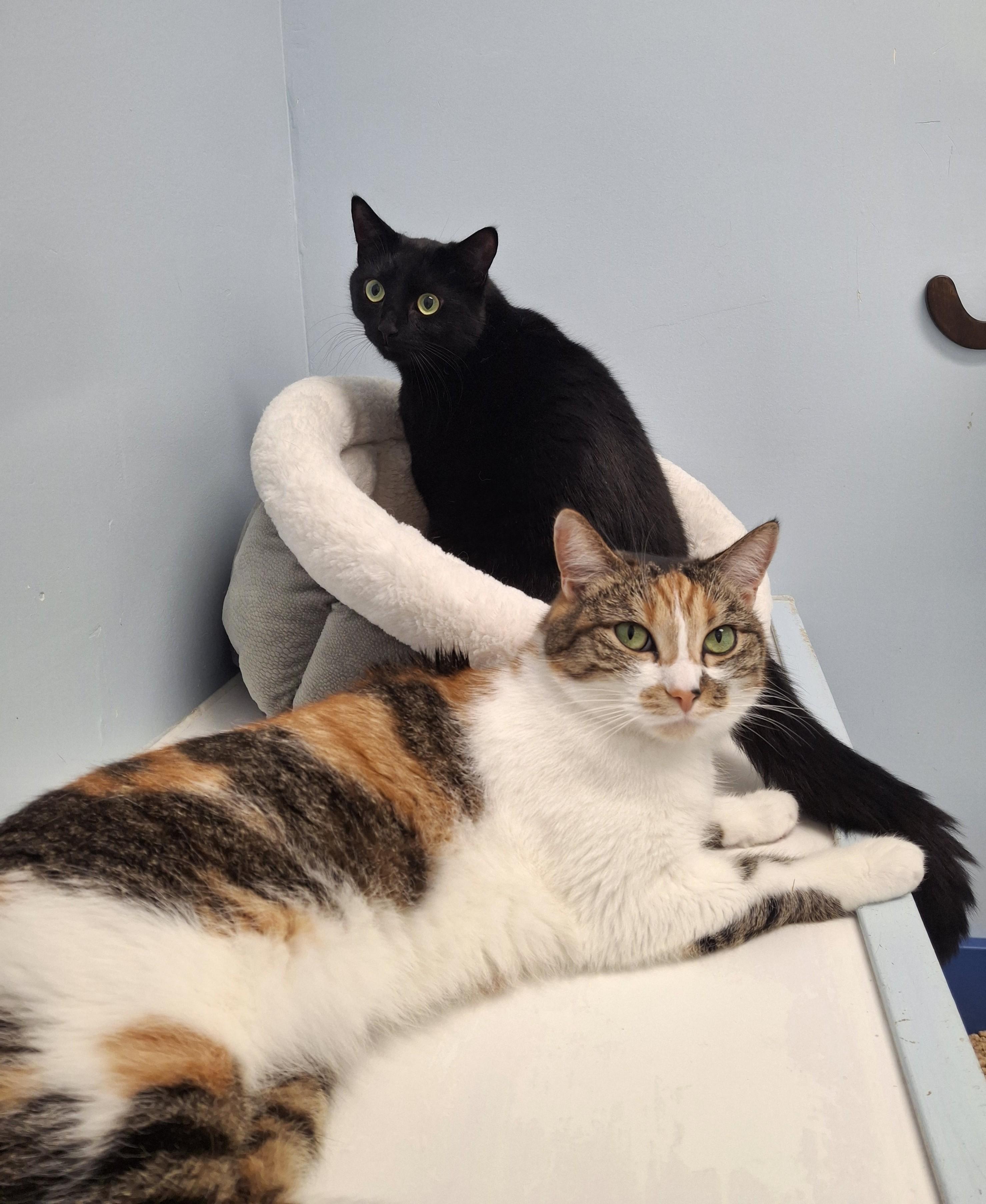 Katia & Marta, adopted, Adult Female Domestic Short Hair.