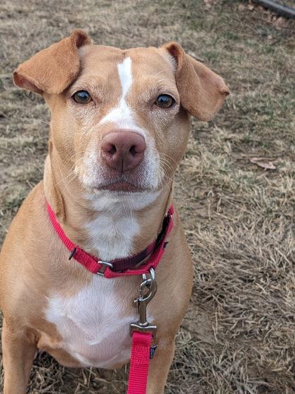 Cali, Adoptable, Adult Female Mixed Breed.